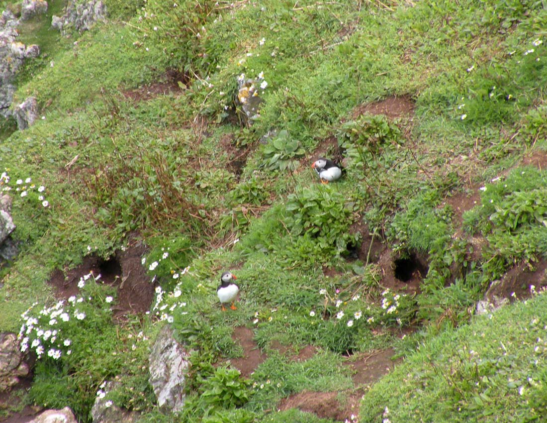 Gita all''isola di Skomer (Galles)